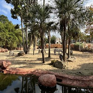 Zebra + Sitatunga Exhibit