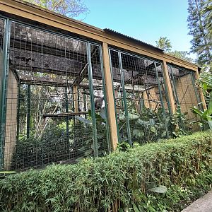 Silvery Gibbon Exhibit #1