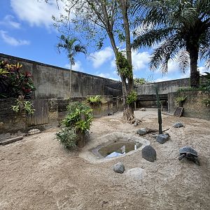 African Spurred Tortoise Exhibit