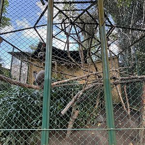 Silvery Gibbon Exhibit #2