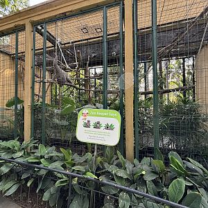 Silvery Gibbon Exhibit #1