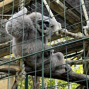 Silvery Gibbon + Baby