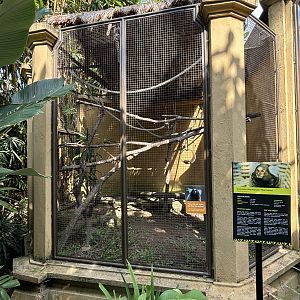 Common Marmoset Exhibit