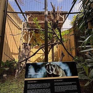 Javan Slow Loris Exhibit