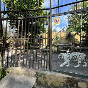 Tiger Exhibit #1 - Bengal