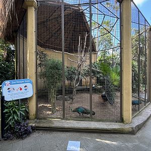 Green Peafowl Aviary