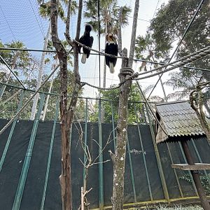 Hornbill Walk-through Exhibit