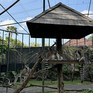 Walk-through Lemur/Hornbill/Mouse-deer Exhibit