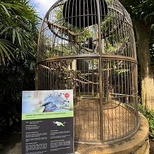 Victoria Crowned Pigeon Aviary