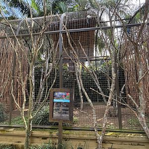 Black Palm Cockatoo Aviary