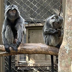 East Javan Langurs