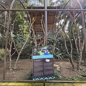 Blue-and-Yellow Macaw Aviary