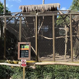 East Javan Langur Exhibit #1
