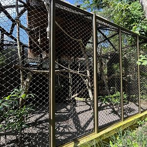 Silvery Gibbon Exhibit #3