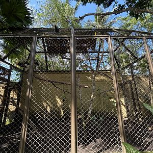 Rhinoceros Hornbill Aviary