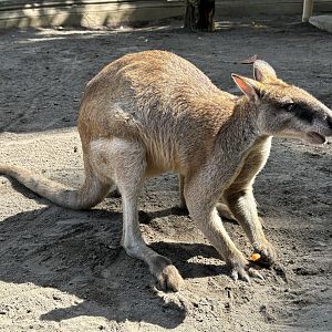 Agile Wallaby