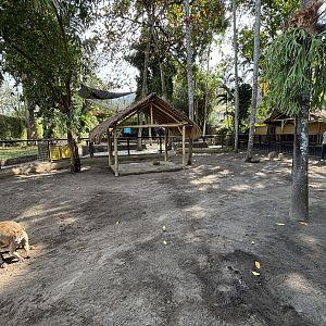 Agile Wallaby Exhibit