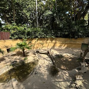 Komodo Dragon Exhibit