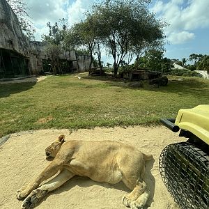 Lion Exhibit