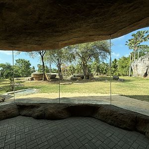 Lion Exhibit - impressive!