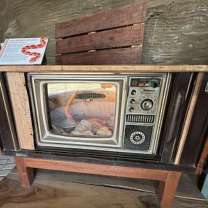 Corn Snake Exhibit - in the TV!