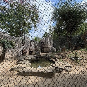 Striped Hyena Exhibit