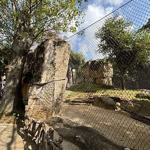 Striped Hyena Exhibit