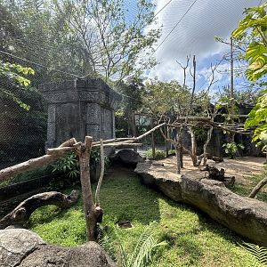 Ocelot + Pangolin Exhibits