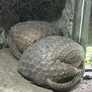 Pangolins