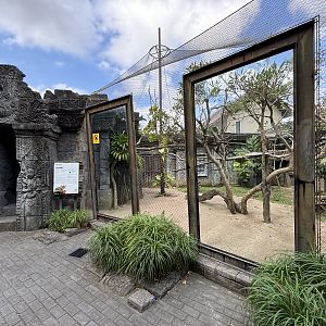 Ocelot + Pangolin Exhibits