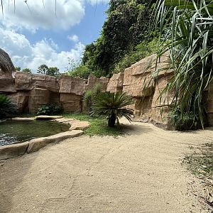 Saltwater Crocodile Exhibit
