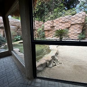 Saltwater Crocodile Exhibit