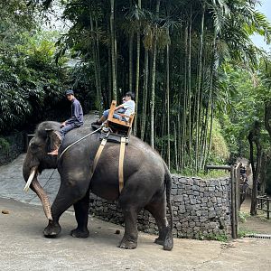 Elephant Ride