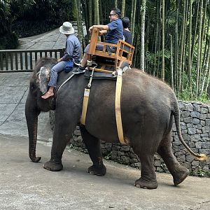 Elephant Ride