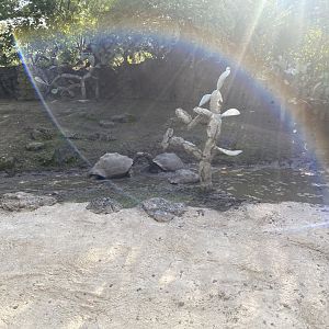 Ferocious Galapagos Tortoise Fight