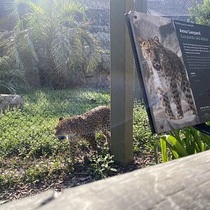 Lisa the Amur Leopard