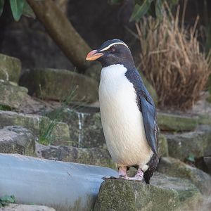 Fiordland Penguin