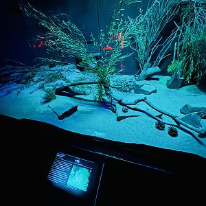 Fat-tailed dunnart enclosure