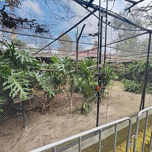 Tamarin enclosure