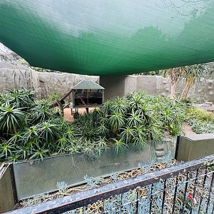 Ring-tailed lemur enclosure