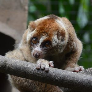Sumatran slow loris (Nycticebus hilleri)