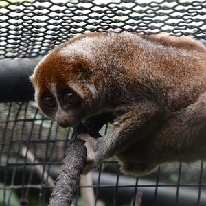 Philippine slow loris (Nycticebus menagensis)