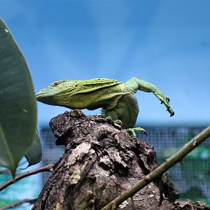 Emerald Monitor, December 2017