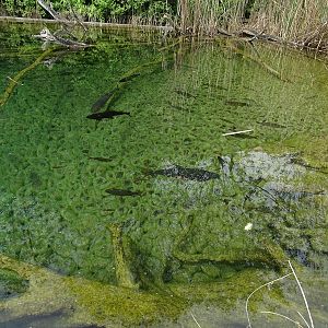 Lake Aquarium, top view