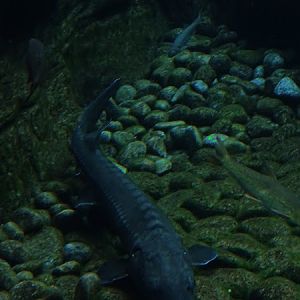 Adriatic sturgeon (Acipenser naccarii)