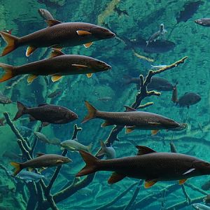 Common barbel (Barbus barbus)