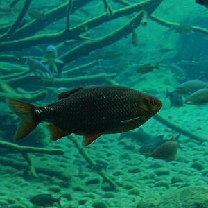 Common roach (Rutilus rutilus)