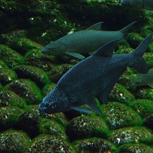 Common bream (Abramis brama)