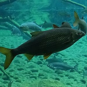 Danube roach / Pigo (Rutilus (pigus) virgo)