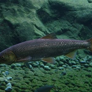 Lake chub (Rutilus meidingerii)